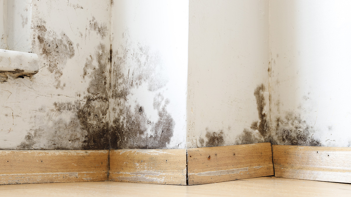 Martin & Associates - Services - Mold Remediation Services Martin & Associates - Services - Mold Remediation Services