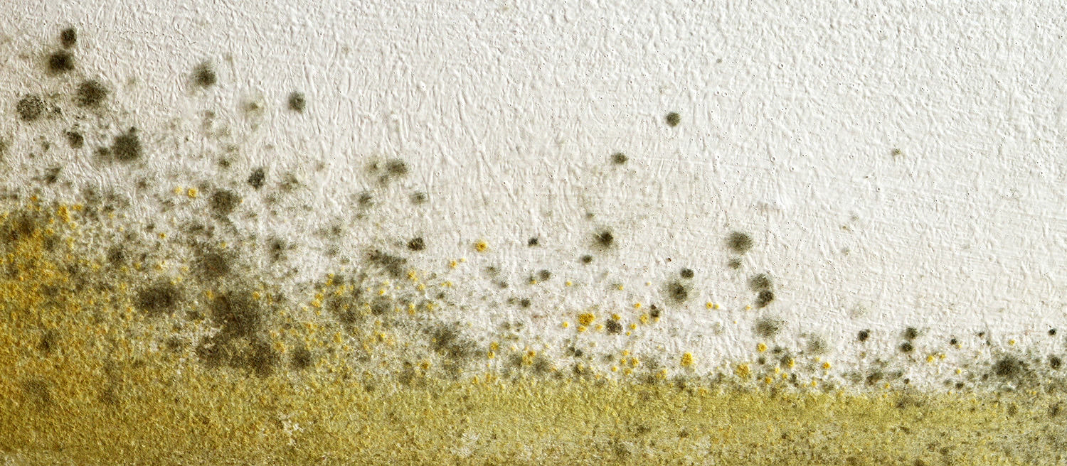 Martin & Associates - Services - Mold Remediation Martin & Associates - Services - Mold Remediation